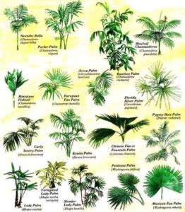 Grow Tropical Palms at Home Image